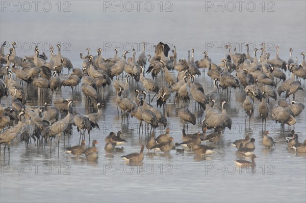 Common Crane