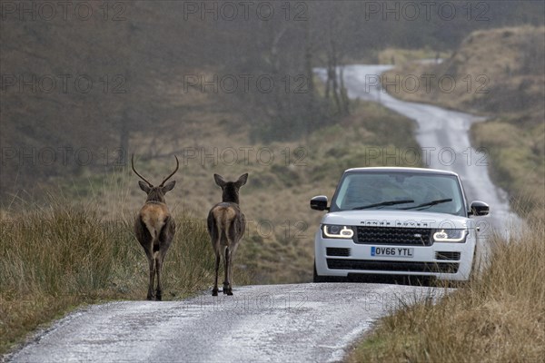 Two red deer