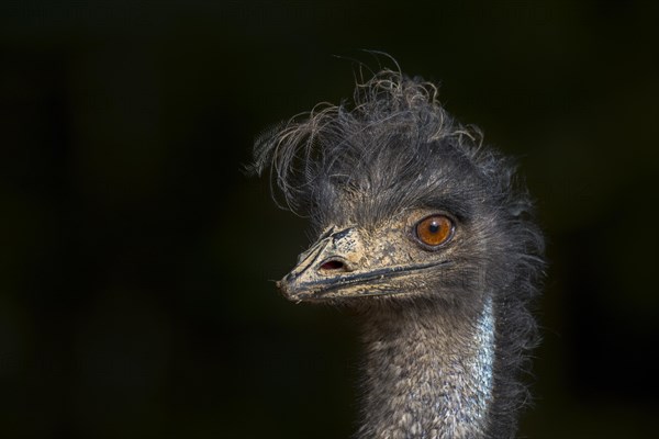 Emu