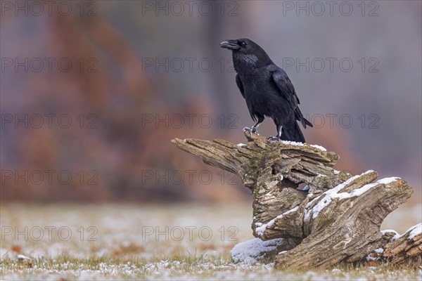 Common raven