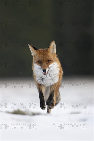 Red fox