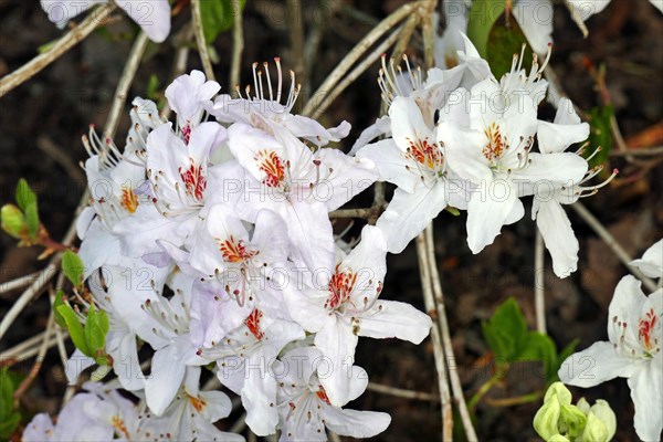 Flowering rhododendrons