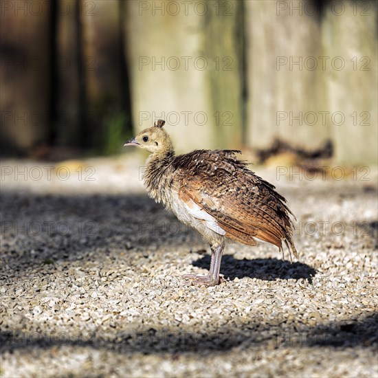 Indian peafowl