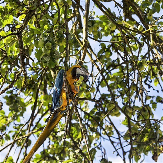 Blue and yellow macaw