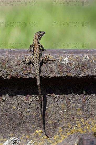 Common wall lizard