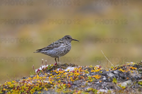 Purple sandpiper