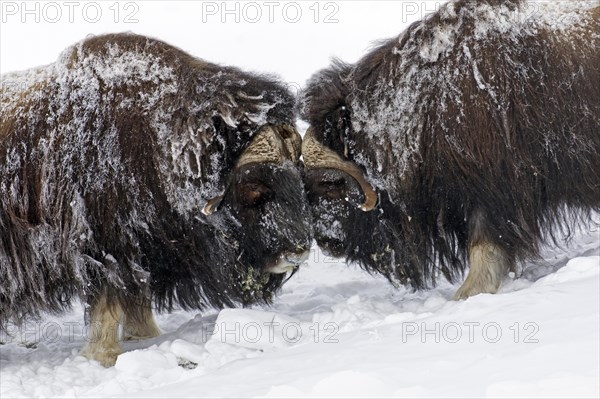 Muskox