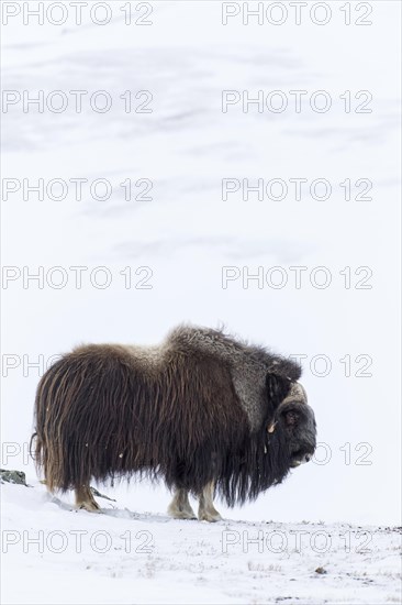 Muskox