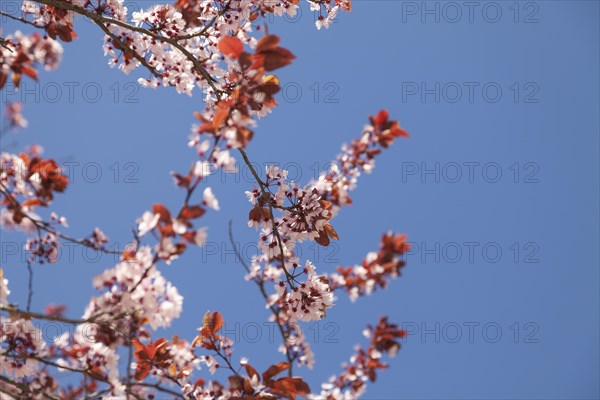 Japanese hill cherry