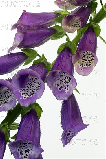 Common foxglove