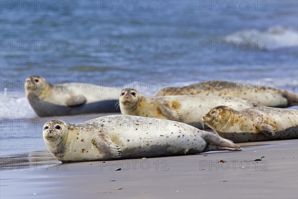 Common seals