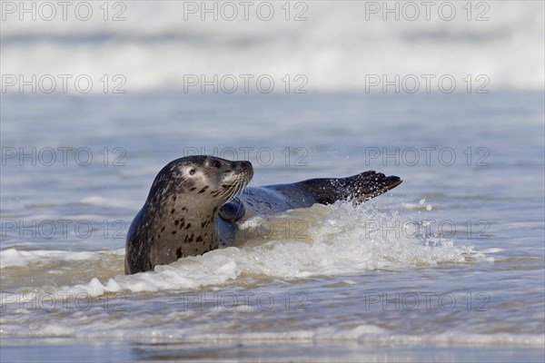 Common seal