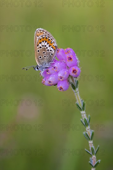 Silver-studded blue