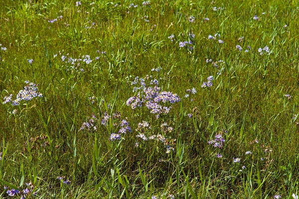 Beach asters on the salt marshes near Wremertief