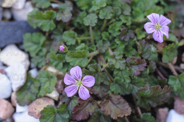 Erodium variabile Flora Pleno