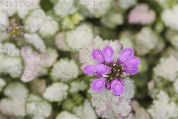 Lamium maculatum