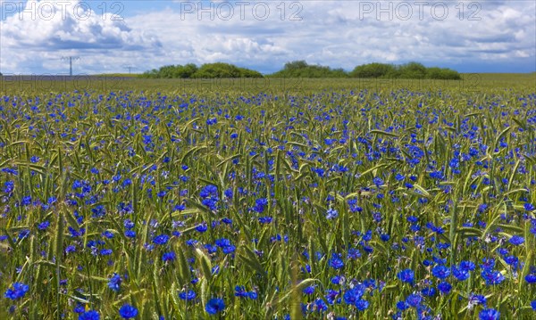 Mecklenburg-Western Pomerania Mecklenburg Lake District Cornflowers in front of a rye field at the Mueritz