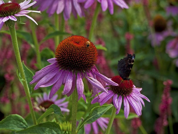 Purple cone flower