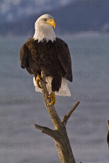 Bald eagle