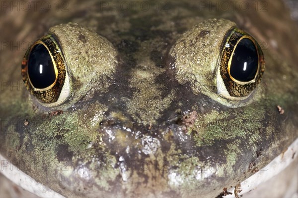 Bullfrog