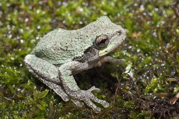 Eastern gray tree frog