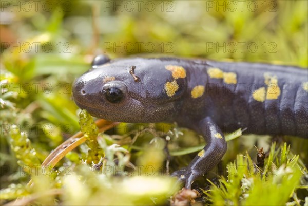 Spotted salamander