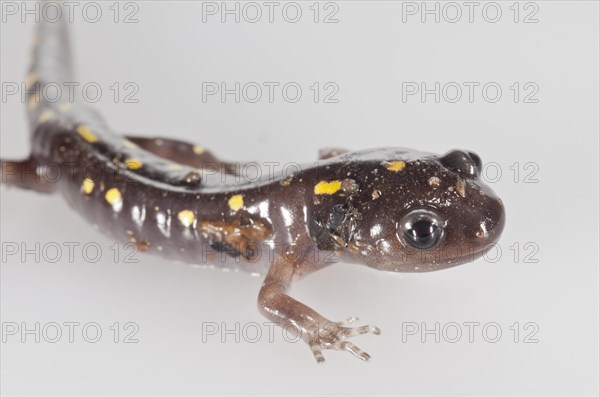 Spotted salamander