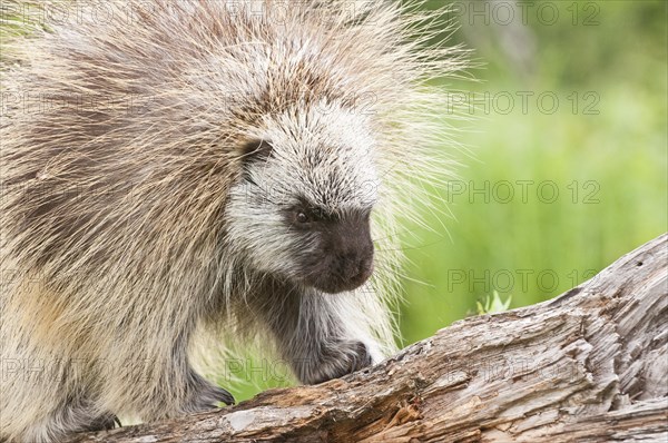 Adult male North American porcupine