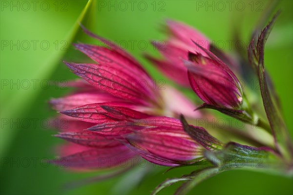 Astrantia