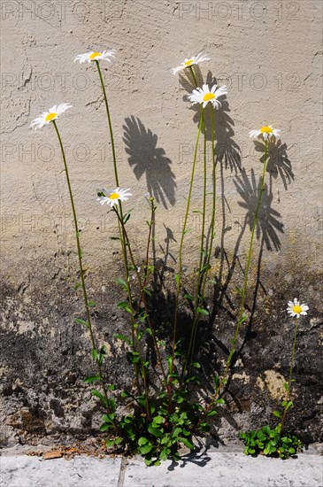 Ox-eye daisy