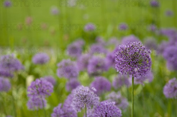 Allium or ornamental leek