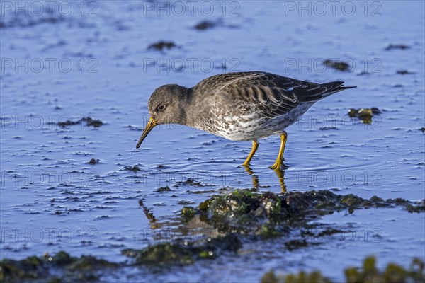 Purple sandpiper