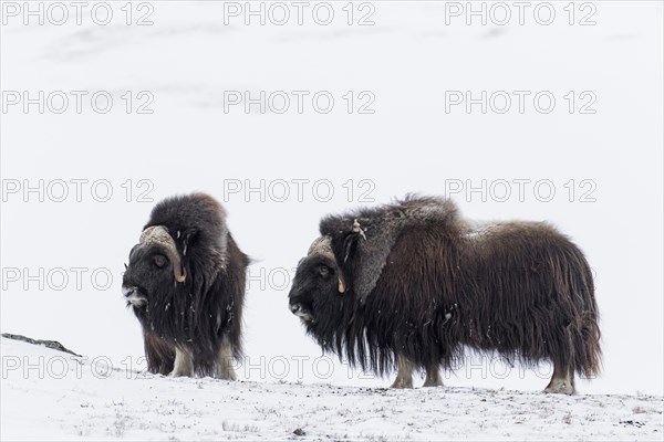 Two muskoxen