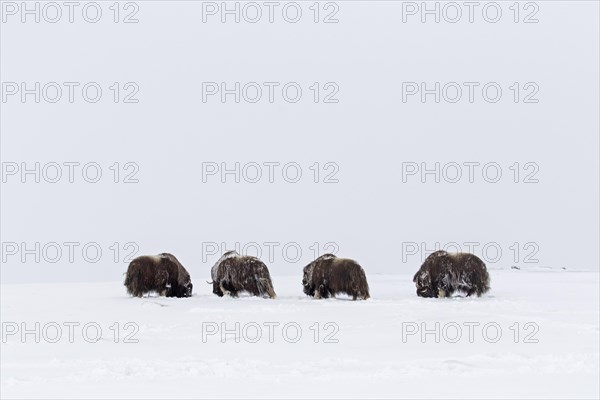 Muskoxen muskox