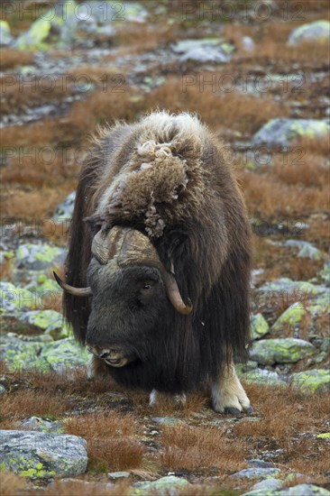 Muskox