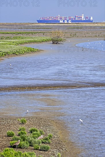 Container ship passing by and coastal birds foraging in intertidal salt marsh