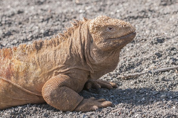 Galapagos land iguana