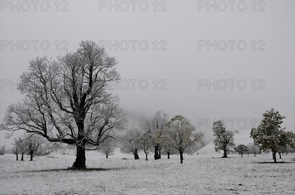 Winter onset