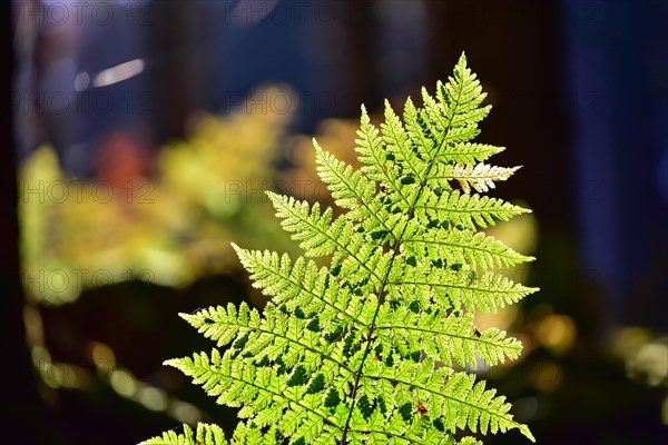 Autumn mood in the forest with ferns against the light