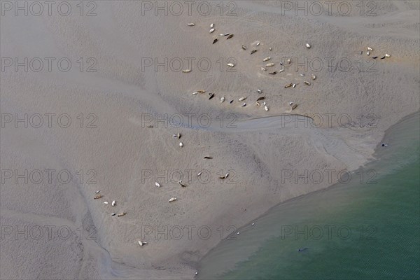 Birds eye view of common seals