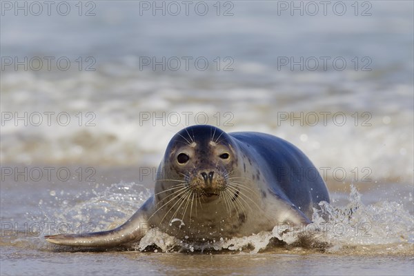 Common seal