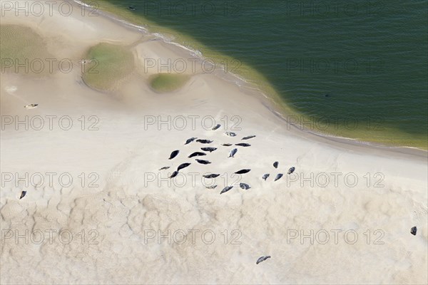 Aerial (Halichoerus grypus) view over colony of common seals