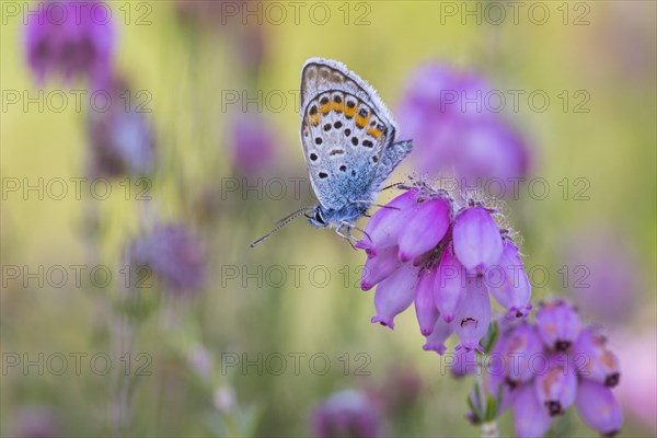 Silver-studded blue