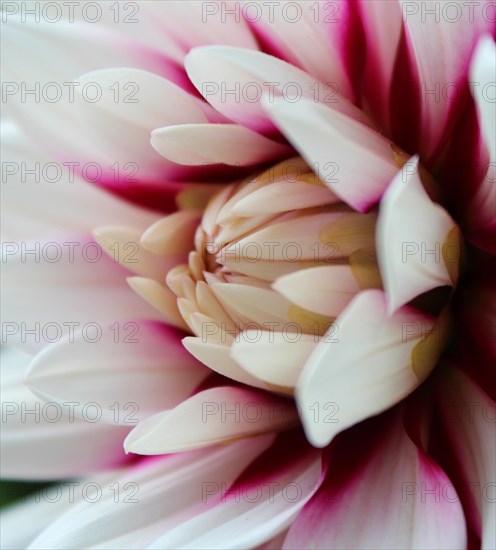 Dahlia Flower