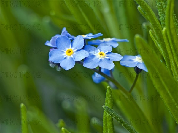 Forget-me-not flowers in a lavender bed