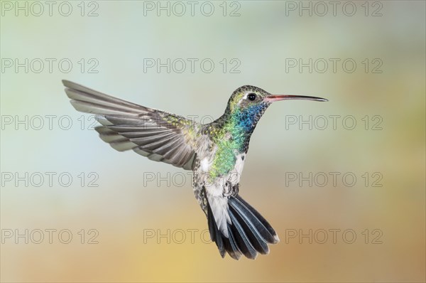 Broadbilled Hummingbird