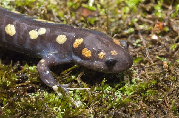 Spotted salamander