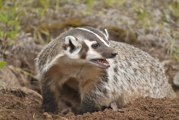 American badger