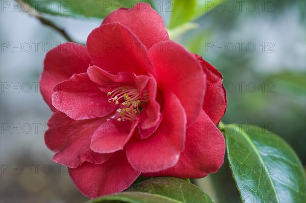 Camellia japonica