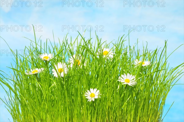Grass with daisies